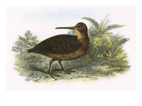 Woodcock