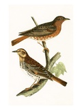 Naumann's Thrush   from 'A History of the Birds of Europe Not Observed in the British Isles'
