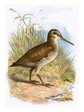 Woodcock