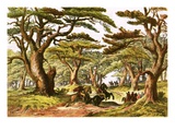 Cedars of Lebanon