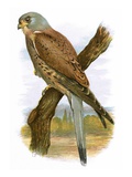 Kestrel