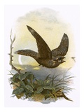 Nightjar