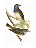 Swedish Blue Throated Warbler
