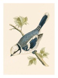 Azure Tit  Illustration from 'A History of the Birds of Europe Not Observed in the British Isles'