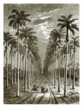 Avenue of Palm Trees  Leading to a Residence in Cuba
