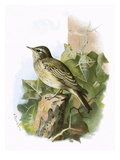 Spotted Flycatcher