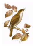 Nightingale
