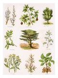 Biblical Natural History