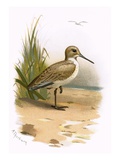 Dunlin
