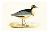 Black Headed Plover   from 'A History of the Birds of Europe Not Observed in the British Isles'
