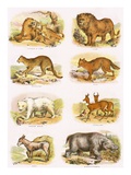 Biblical Natural History