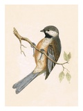 Siberian Tit   from 'A History of the Birds of Europe Not Observed in the British Isles'