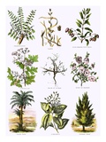 Biblical Natural History