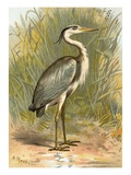 Heron