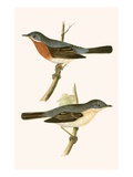 Sub Alpine Warbler   from 'A History of the Birds of Europe Not Observed in the British Isles'