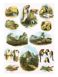 Biblical Illustrations