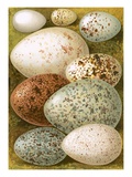 Eggs