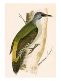 Grey Woodpecker   from 'A History of the Birds of Europe Not Observed in the British Isles'