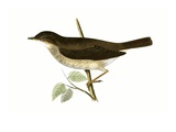 Thrush Nightingale   from 'A History of the Birds of Europe Not Observed in the British Isles'