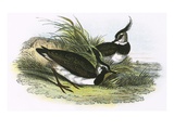 Lapwing