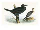 Little Cormorant   from 'A History of the Birds of Europe Not Observed in the British Isles'
