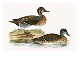 Clucking Teal   from 'A History of the Birds of Europe Not Observed in the British Isles'