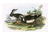 Turnstone