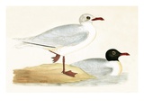 Mediterranean Black Headed Gull