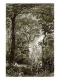 A Scene in the Brazilian Forest