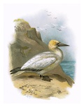 Gannet