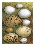 Eggs