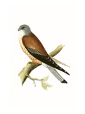 Kestrel  Illustration from 'A History of the Birds of Europe Not Observed in the British Isles'