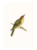 Ruby Crowned Kinglet   from 'A History of the Birds of Europe Not Observed in the British Isles'