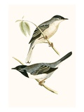 Ruppell's Warbler   from 'A History of the Birds of Europe Not Observed in the British Isles'