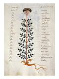 Cod CCXXXVII Artemisia  Medicinal Plant from a 'Herbarium Apuleii Platonicii'