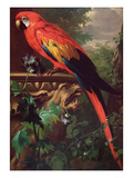 Scarlet Macaw in a Landscape (Oil on Canvas)