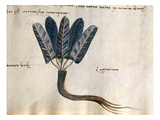 Cod CCXXXVII Lapparium  Medicinal Plants from a 'Herbarium Apuleii Platonicii'
