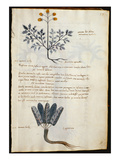 Cod CCXXXVII Artemisia and Lapparium  Medicinal Plants from a 'Herbarium Apuleii Platonicii'