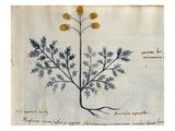 Cod CCXXXVII Artemisia  Medicinal Plant from a 'Herbarium Apuleii Platonicii'