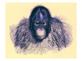 Head of Orang  Illustration from 'The Royal Natural History'  Published 1896