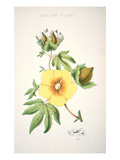 A Cotton Plant (Colour Litho)