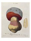 Tubiporus Cepa  Plate 176 from 'Iconographie Des Champignons De JJ Paulet' by J H Leveille