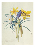Study of Four Species of Crocus