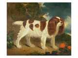 King Charles Spaniel