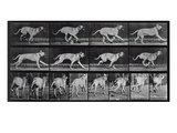 Running Dog  Plate 707 from 'Animal Locomotion'  1887 (B/W Photo)