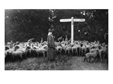 Picturesque War-Work: the Lady Shepherd  from 'The Illustrated War News'  5th July 1916 (B/W Photo)