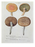 Hypodendrums Fagi and Queris  Plate 138 from 'Iconographie Des Champignons De JJ Paulet'