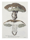 Tubiporus Esculentus  Plate 168 from 'Iconographie Des Champignons De JJ Paulet'