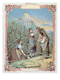 Harvesting Grapes  from a Calendar  C1880 (Colour Litho)