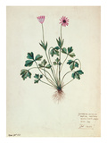 Fol1275 Geranium (W/C on Paper)